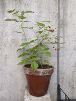 Himbeeren Strauch, Süsse Sorte