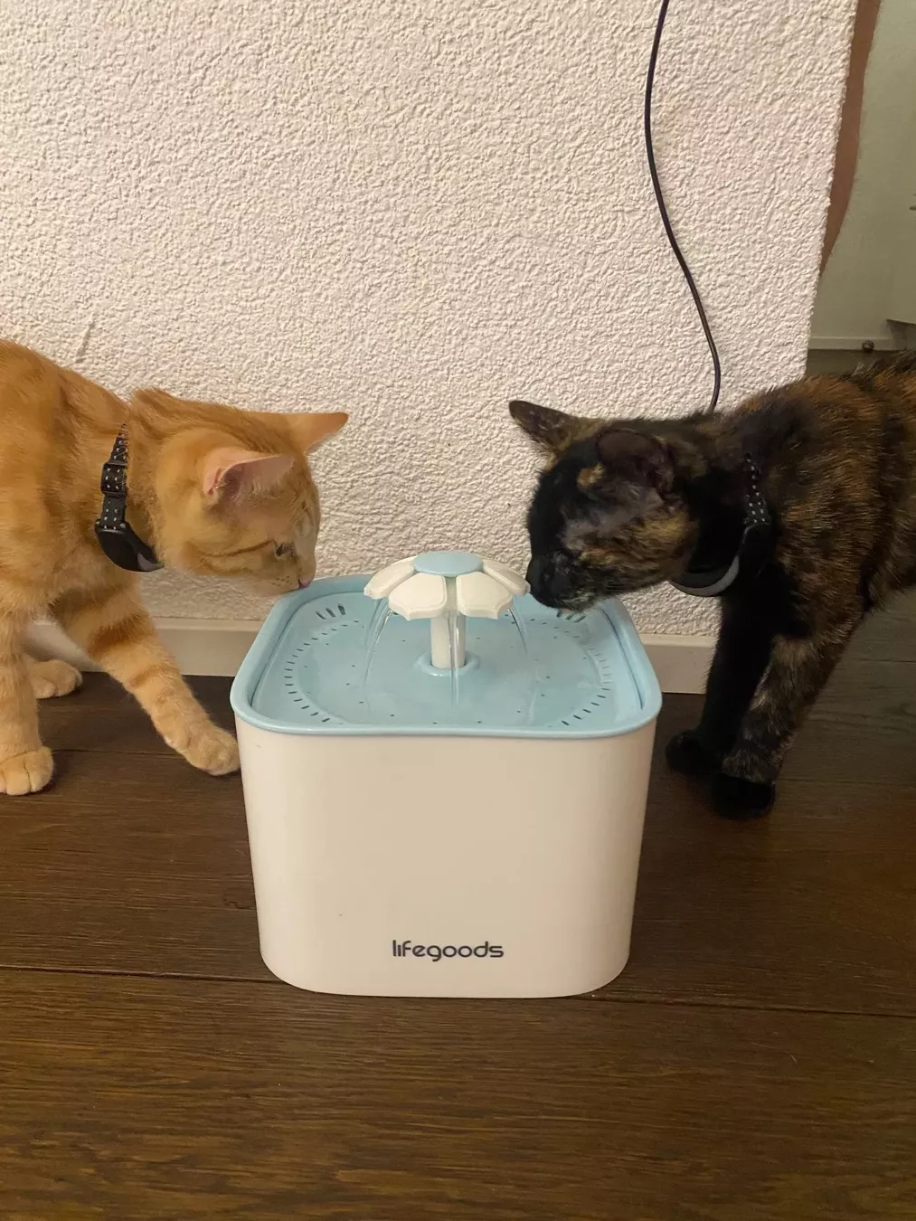 Stagni & Fontane ornamentali: Katzen-Trinkbrunnen – Usato da Zürich venduto da JaninaLutz