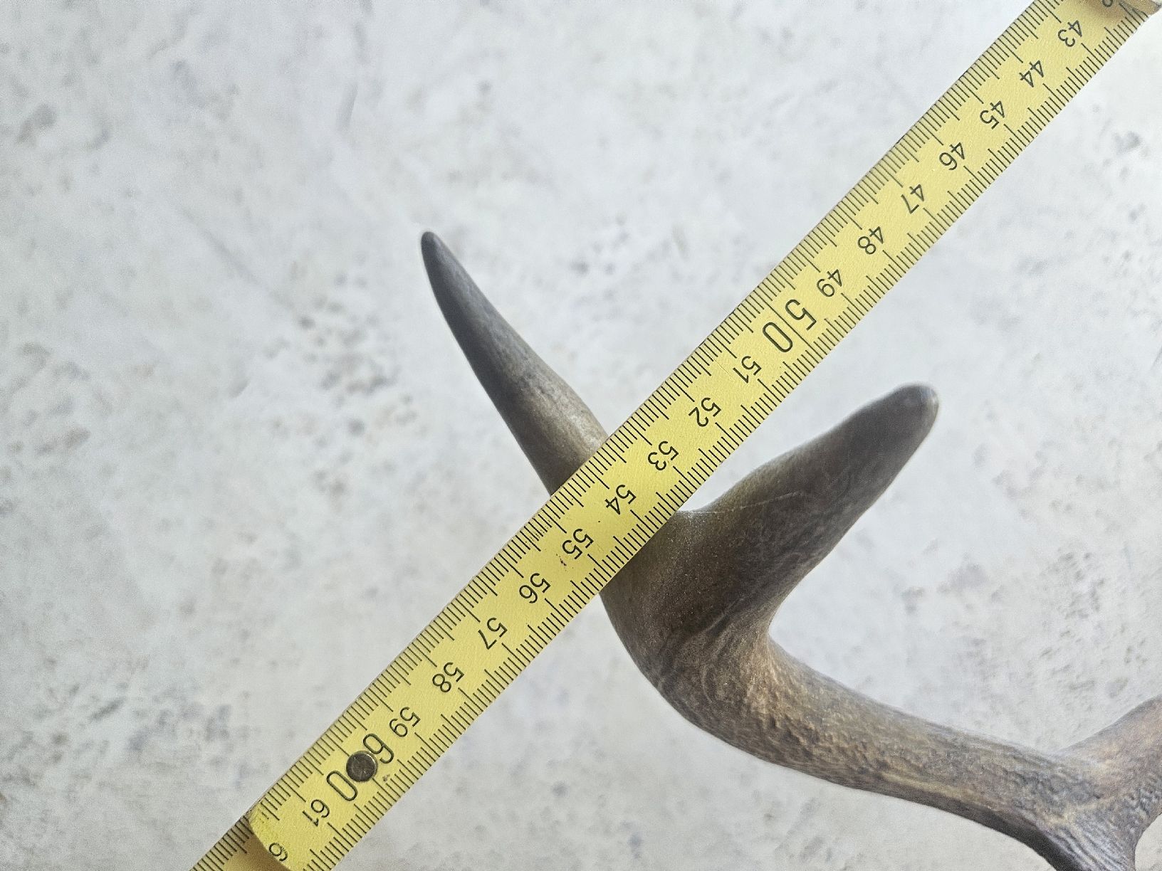 Altre raccolte & rarità: Hirschgeweih Trophäe auf Holzschild – Usato da Zürich venduto da Pazzenreich 6