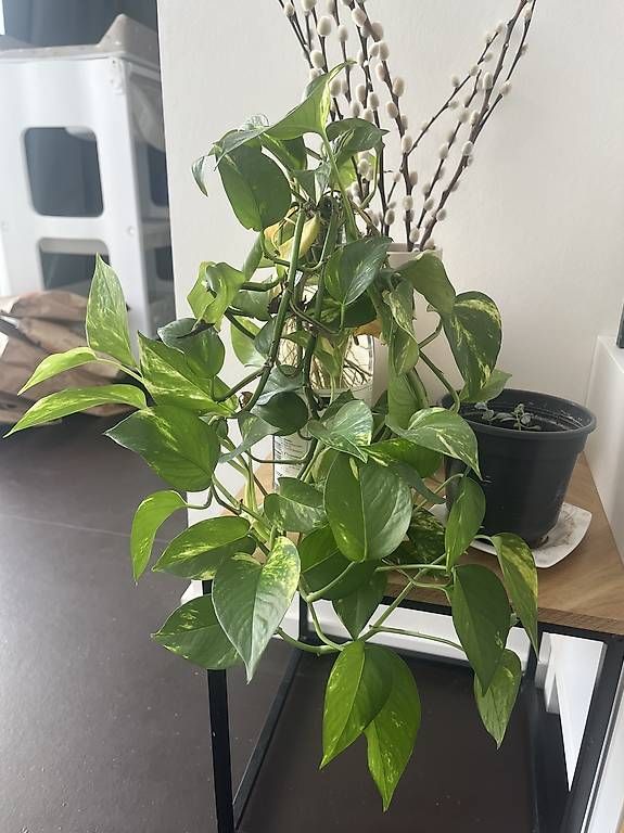 Plantes & graines: Efeutute (Pothos) – D'occasion à Basel par moj_lt6x 1