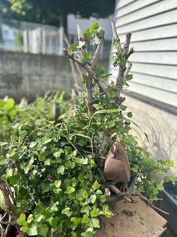 Plantes & graines: Efeu – Neuf avec emballage d'origine à Frauenfeld par Irene.Schuppli 1