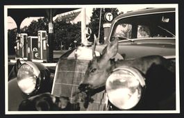 Fotografie Auto Mercedes Benz mit erlegt