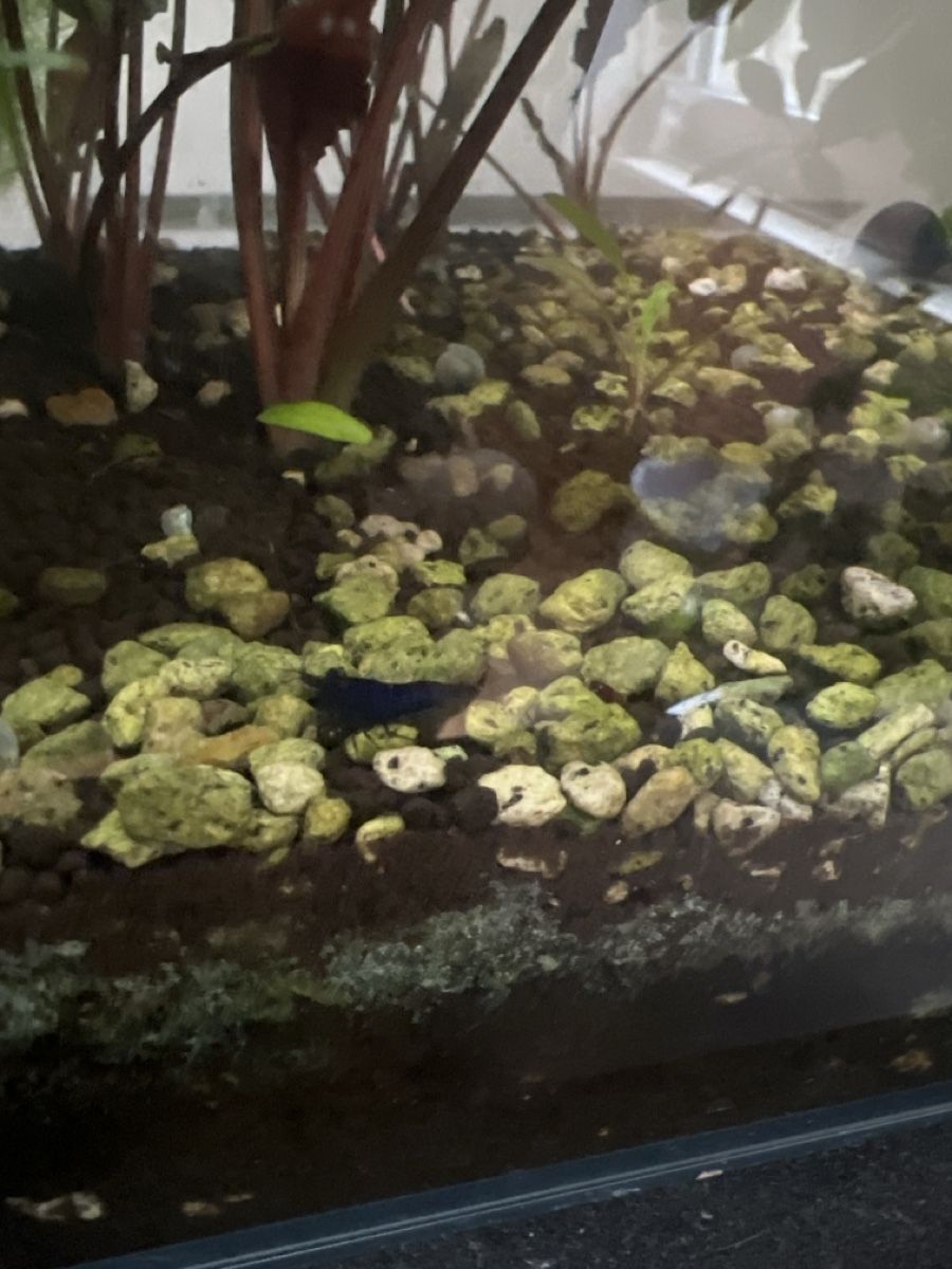 Acquari: Kleines Aquarium ADA  – Usato da Zürich venduto da Leoleiin 3