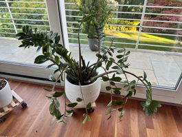Glücksfeder Zamioculcas gross inkl. Keramiktopf