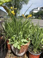 Taglilien und Mohnblumen im Tontopf 