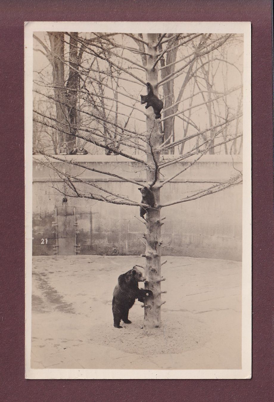 Cartoline postali: BERN - Bärengraben - 1925 – Usato da Pully venduto da nicecards