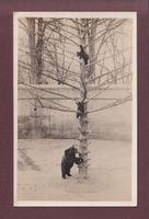 BERN - Bärengraben - 1925