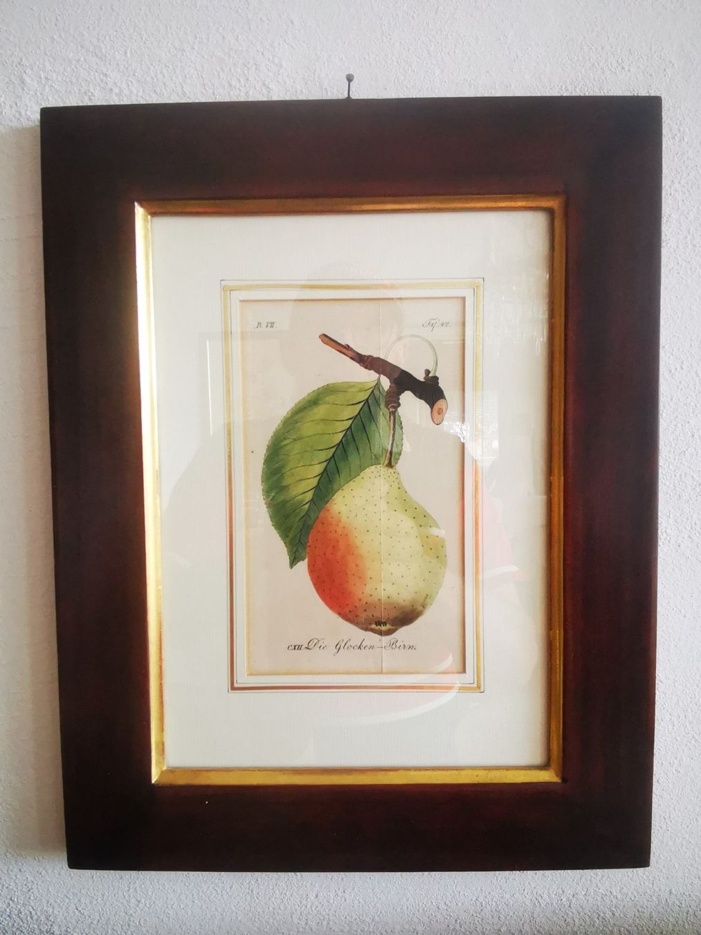 Incisioni: Antiker Kupferstich, ca. 1816-29, "Die Glockenbirne" – Usato da Dübendorf venduto da aschiduebendorf 3