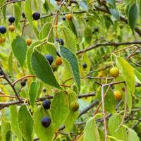 Celtis australis 30cm  (famille des Cannabaceae)