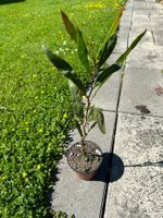 Goldakazien (Acacia pycnantha) - Pflanze