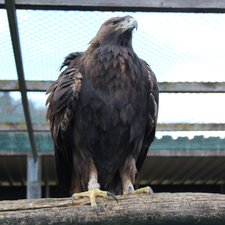 Profile image of Baeriguy