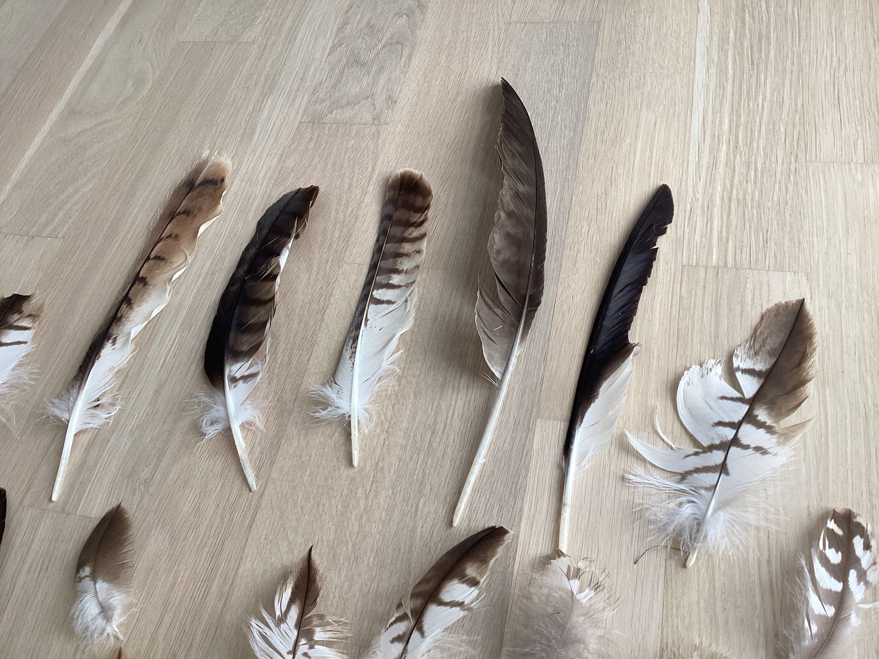 Welt der Tiere: Rotmilan und Mäusebussard Federn 1 – Gebraucht aus Flawil von Barschfreak 1