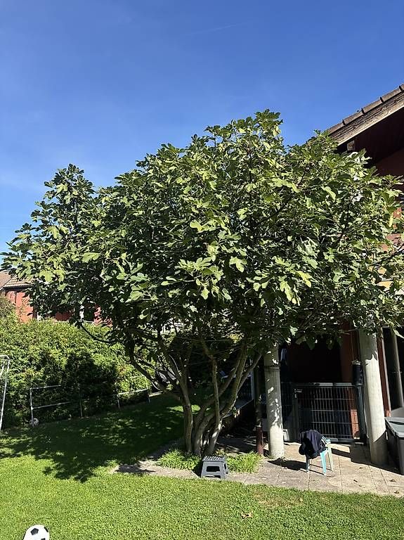 Piante & sementi: Grosser Feigenbaum GRATIS abzugeben – Usato da Thun venduto da Valu92 1