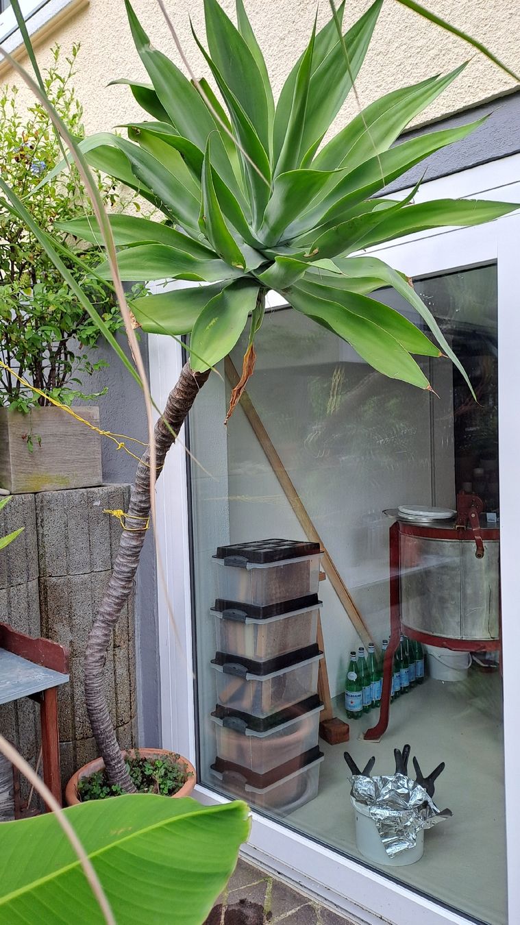 Piante & sementi: Agave attenuata – Usato da Subingen venduto da pat_j5m9 2