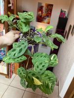 Maranta kerchoveana variegata plante d’intérieur