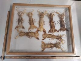 Fangschreckenkrebse, Rarität in Vitrine!!