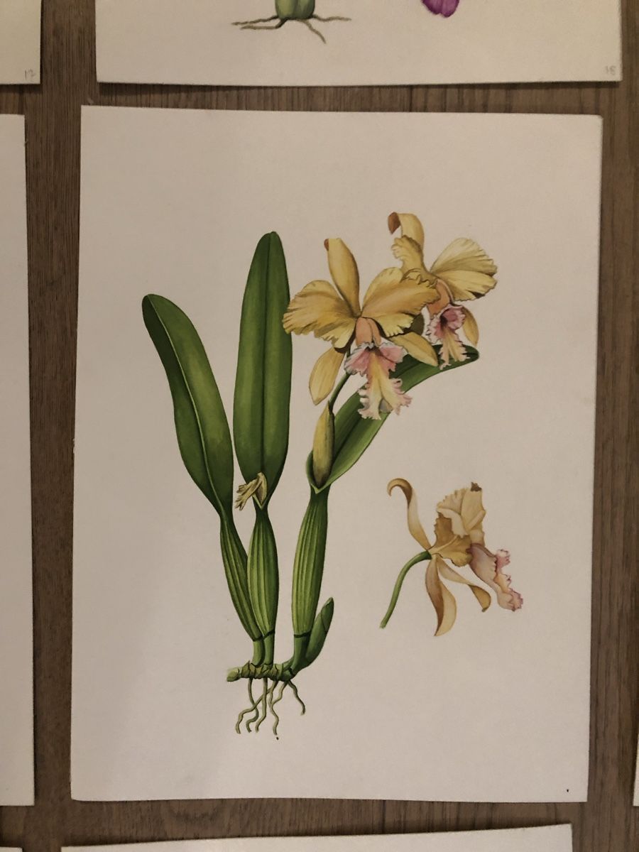 Tableaux: 12 handgemalte Orchideen-Bilder, Originale – D'occasion à Versoix par chr_2rpz 2