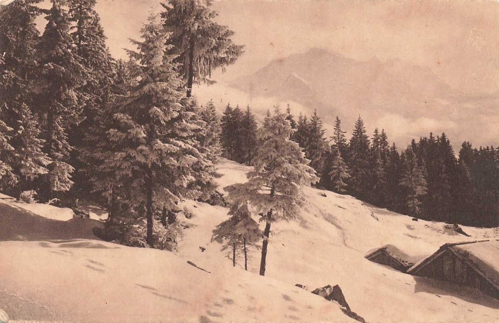 Ansichtskarten: Wengen BE Verschneiter Alpenwald – Gebraucht aus Biasca von Blenio71