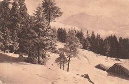 Wengen BE Verschneiter Alpenwald