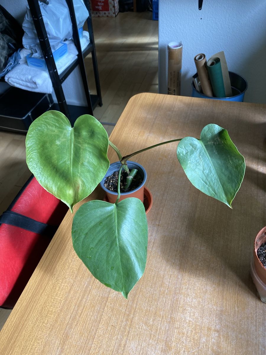 Piante & sementi: Monstera Deliciosa Pflanze – Usato da Zürich venduto da val_7jy7