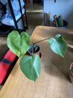 Monstera Deliciosa Pflanze
