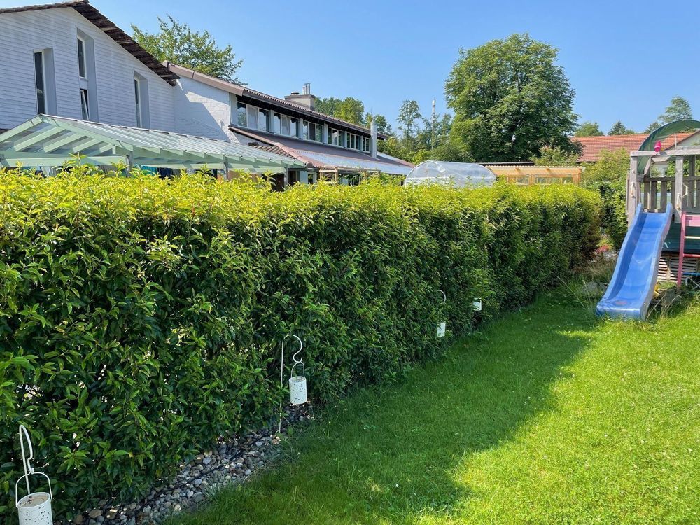 Hecke Portugiesischer Kirschlorbeer Kaufen auf Ricardo