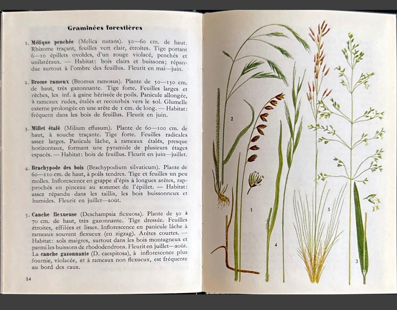 Libri: Fleurs des bois, Petits Atlas Payot – Usato da Fleurier venduto da jea_j77g 5