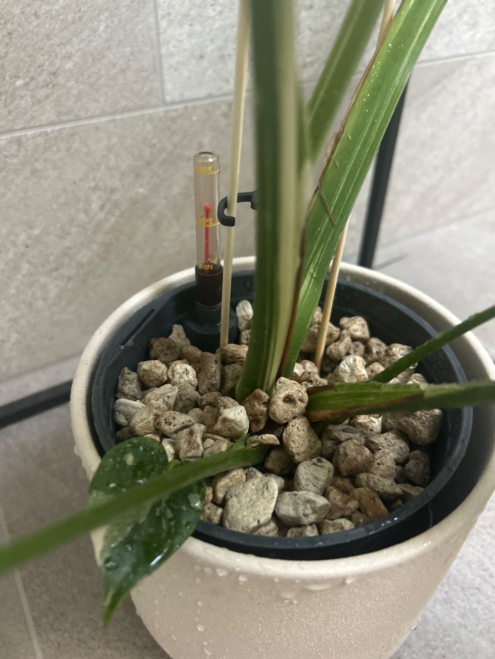 Piante & sementi: Monstera Variegata, Hydrokultur 60cm – Nuovo (secondo la descrizione) da Ehrendingen venduto da Simon_Cu_ 5