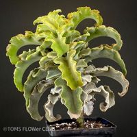 Kalanchoe Beharensis Maltese Cross - schöne Zwergform