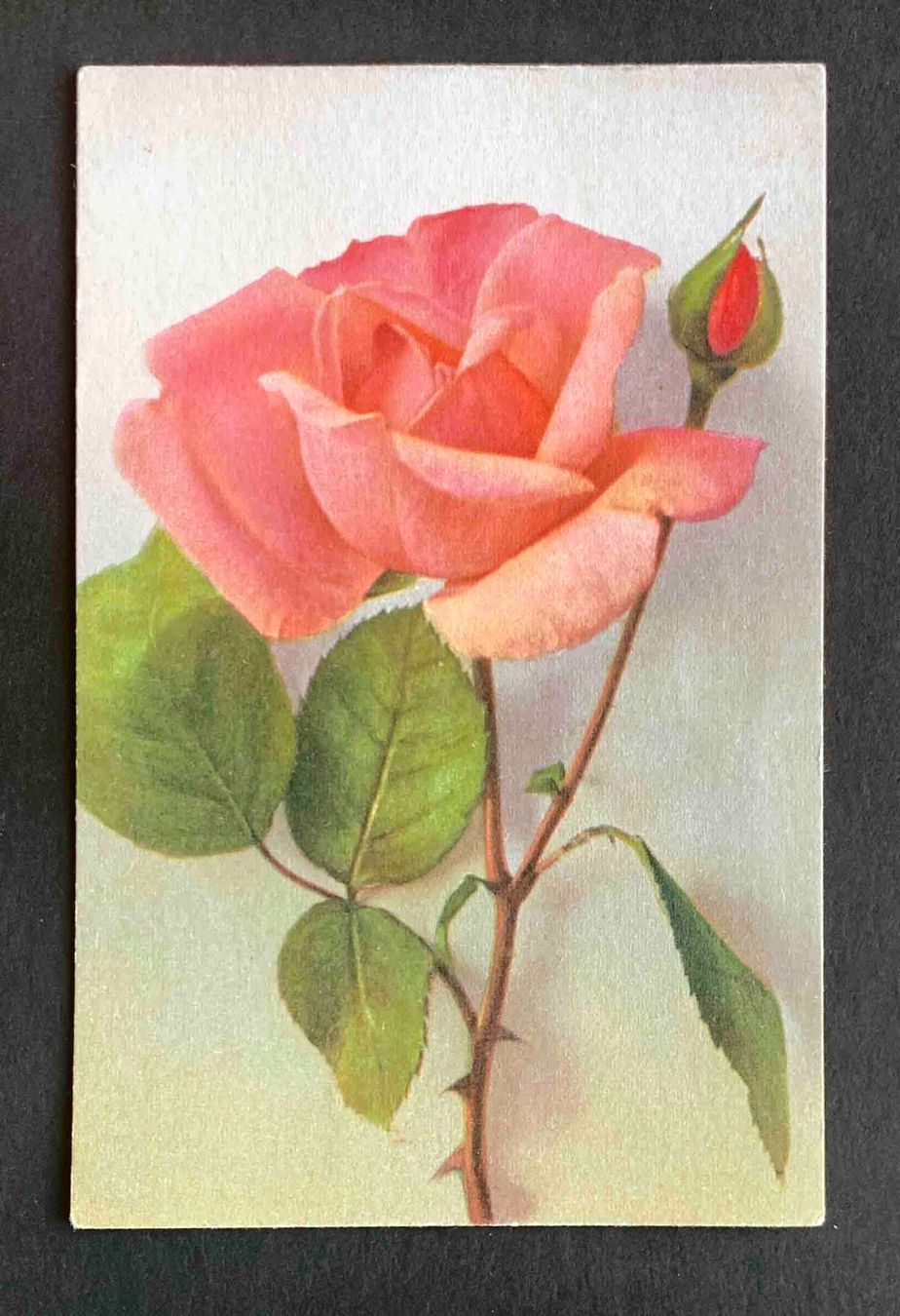 Cartoline postali: AK Rosen 1938 – Usato da Goldau venduto da Balkonia09