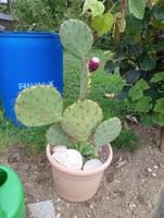 Opuntia Orbiculata seymour