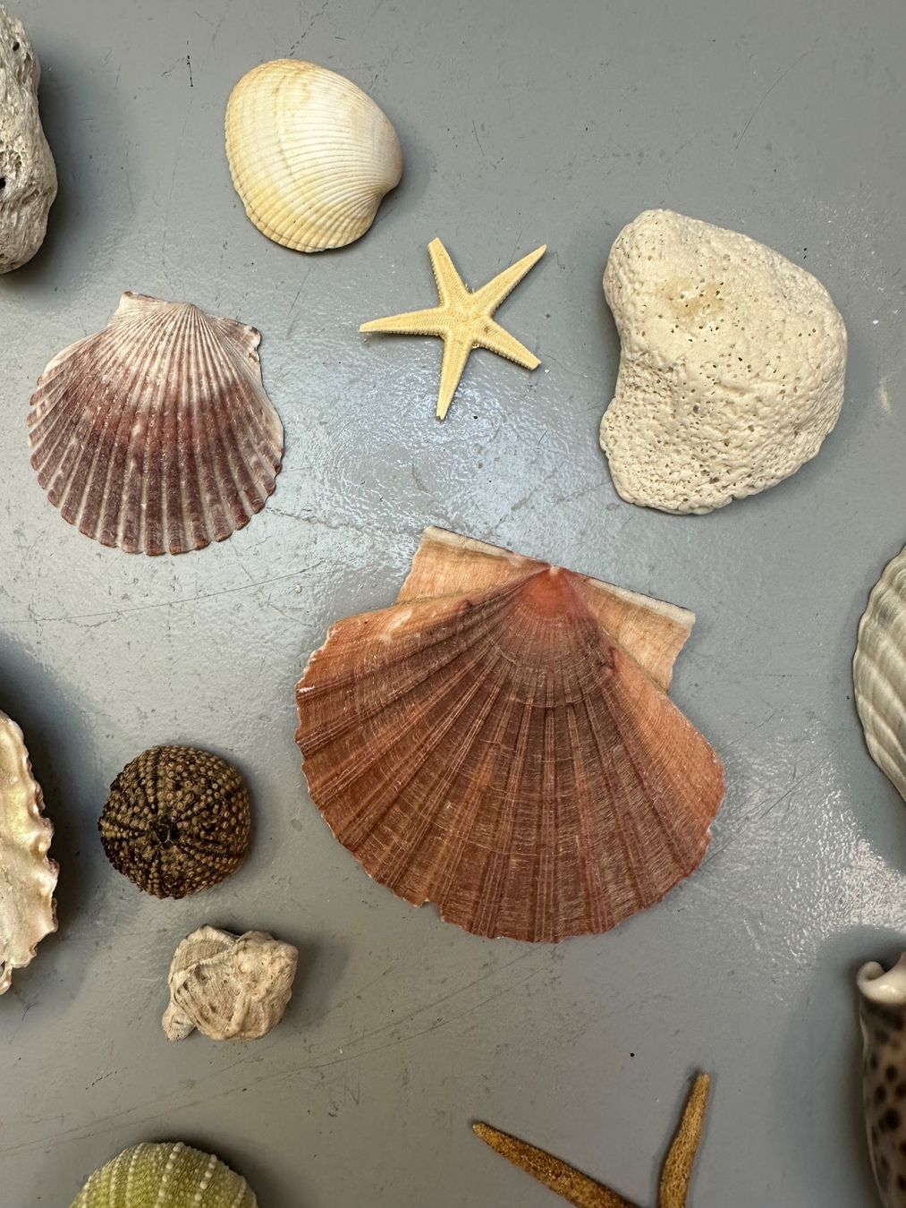 Fossilien: MUSCHELN DIV AB 1.-!!! – Gebraucht aus Zürich von NIKI777 4