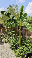 Japanische Faserbanane (Musa basjoo) - ca. 2m im Kübel