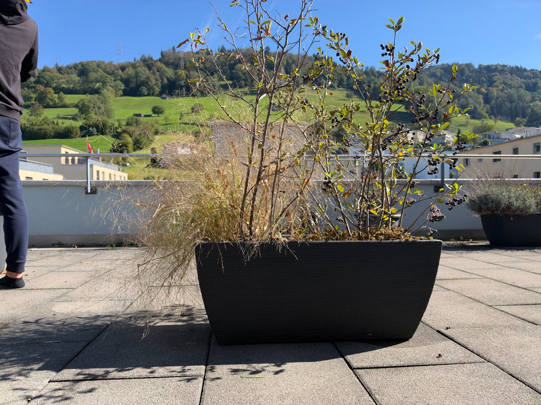 Piante & sementi: Apfelbeere + Hirse – Usato da Root venduto da calmchris 3