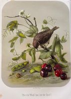 Lithographie 1876 - Blume, Vogel, Kirschen