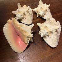 Grosse Muscheln (Deko)