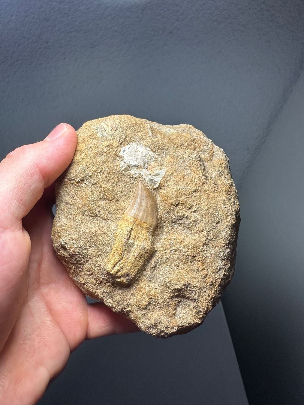 Fossili: Fossiler Mosasaurus Zahn in der Matrix – Usato da Lutzenberg venduto da CS65 2