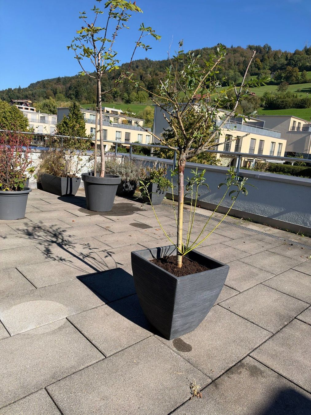 Piante & sementi: Purpur Weide – Usato da Root venduto da calmchris 2