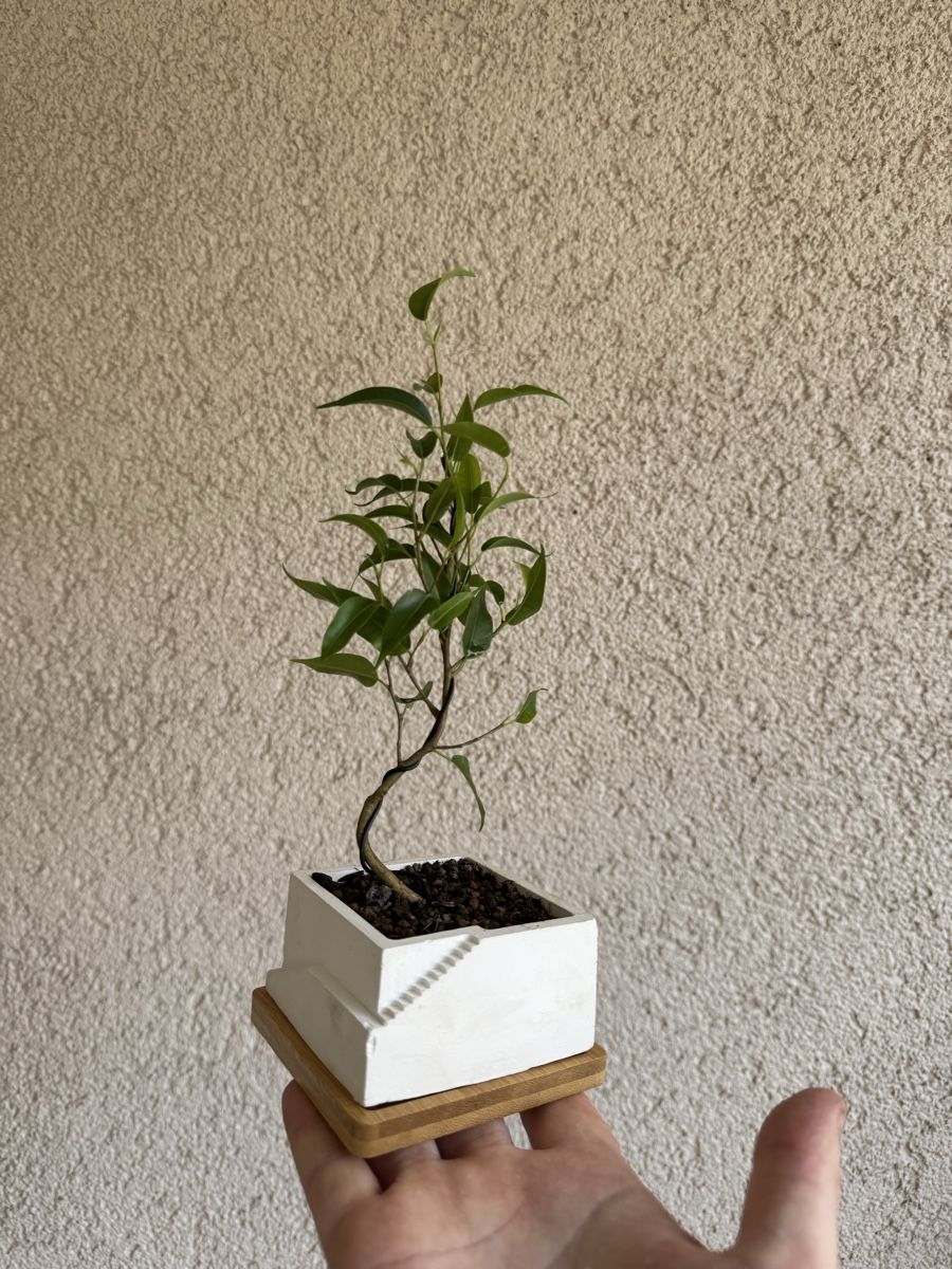 Piante & sementi: Stairpot Ficus Bonsai – Usato da Rümlang venduto da Gruseh.ch
