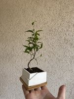 Stairpot Ficus Bonsai