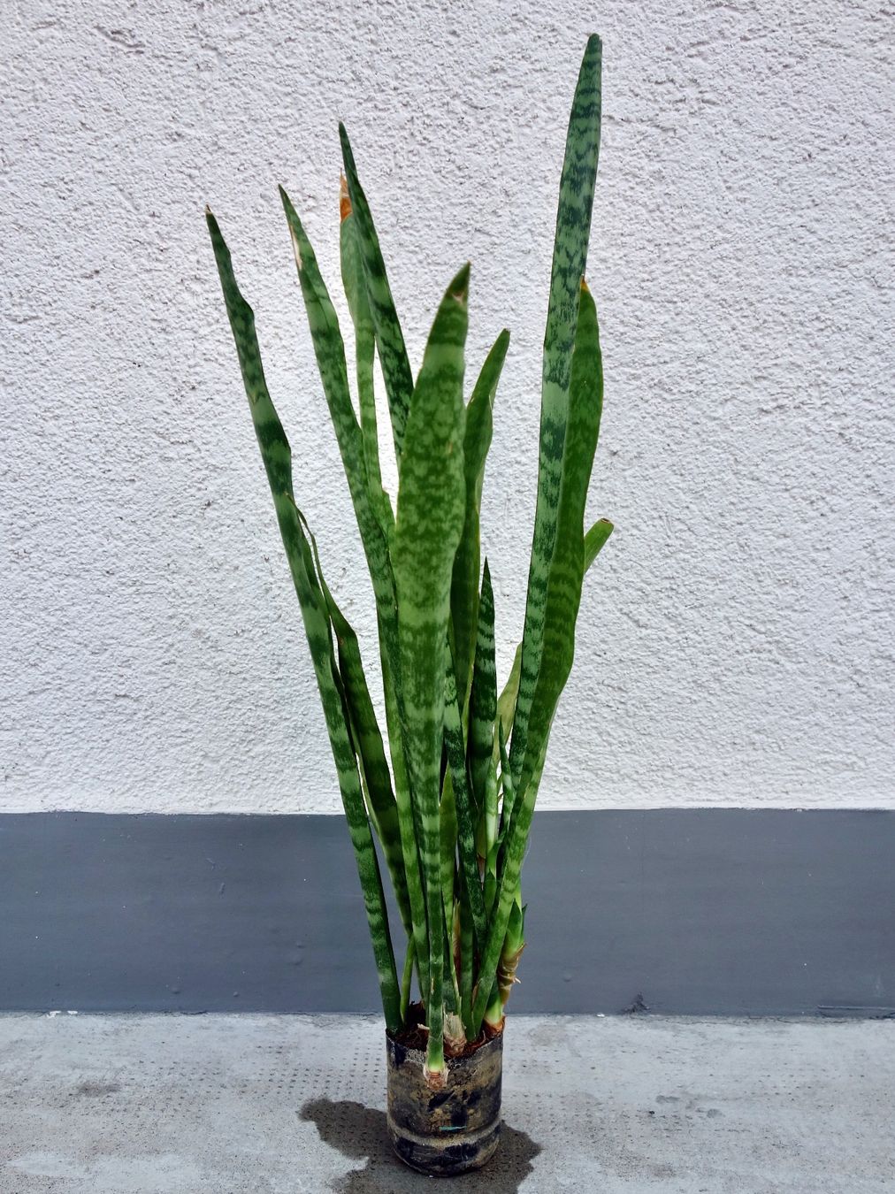 Piante & sementi: Bogenhanf Sansevieria Trifasciata – Nuovo (secondo la descrizione) da Kerzers venduto da zimmergruen 1