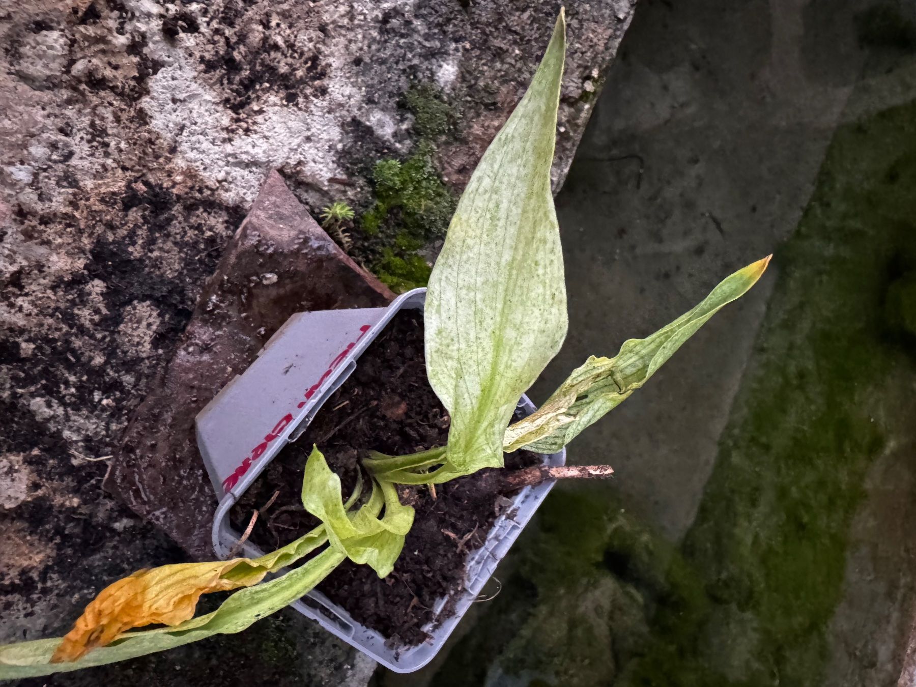 Piante & sementi: Hosta mean gene – Usato da Lajoux JU venduto da Briard0