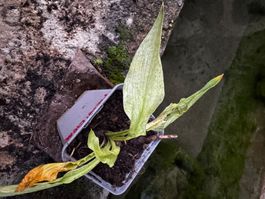Hosta mean gene