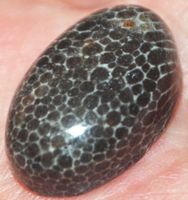Cabochon L-1832 – Schwarze Fossil Koralle 22x14mm