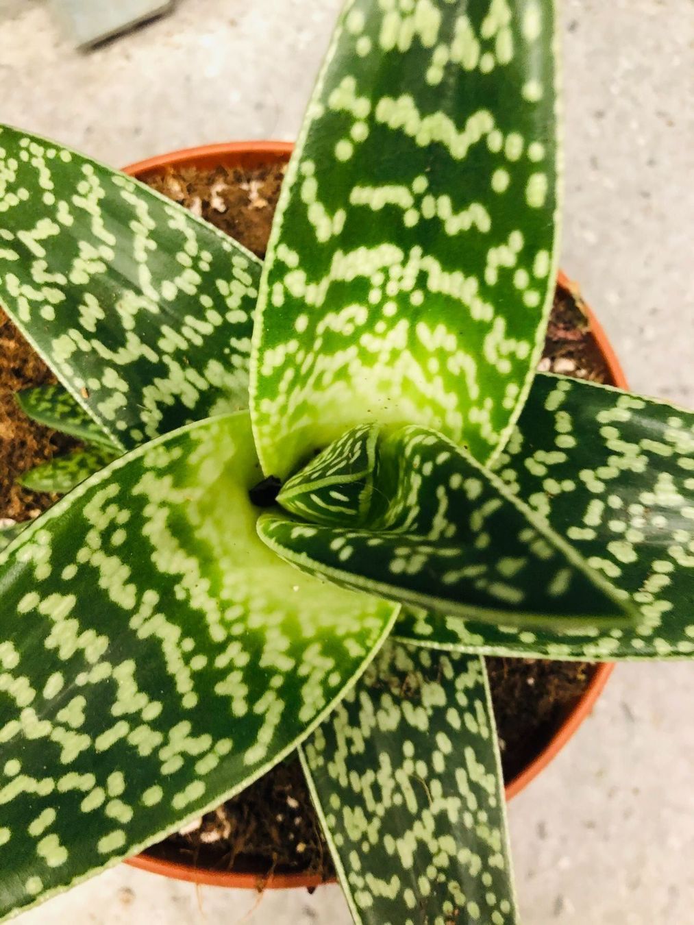 Piante & sementi: Sukkulenten Sammlung – Nuovo e nell'imballaggio originale da Rovio venduto da POSITIFFARTandPLANTS 1