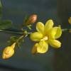 Piante & sementi: Jasmin primevère 2x – Nuovo (secondo la descrizione) da Bremblens venduto da FIBONACCI369 1