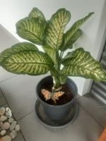 Dieffenbachia Zimmerpflanze mit Topf guter Zustand