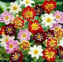 Collarette-Dahlien - Dahlia variabilis - 25 Samen