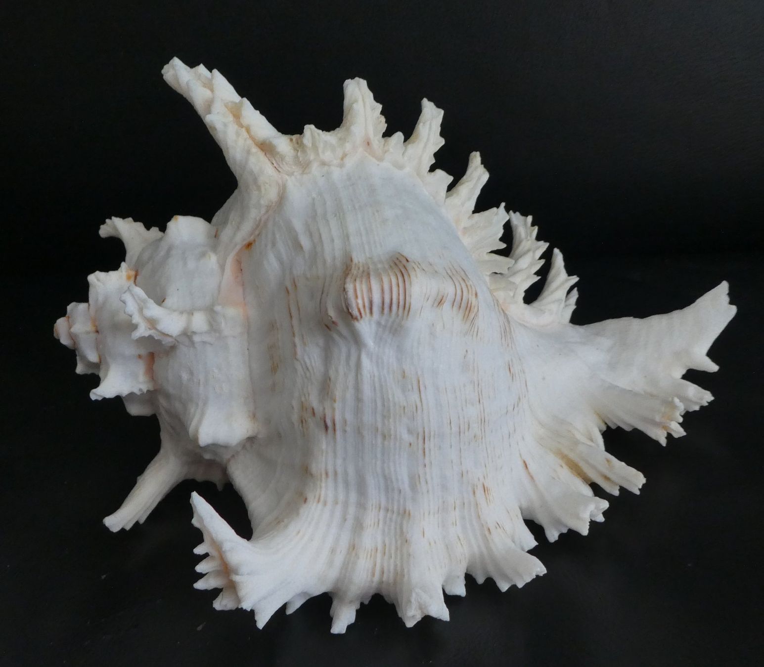 Tutte le decorazioni: Echte Muschelsammlung,  grosse Stücke! – Usato da Diessenhofen venduto da Hundeseele 3