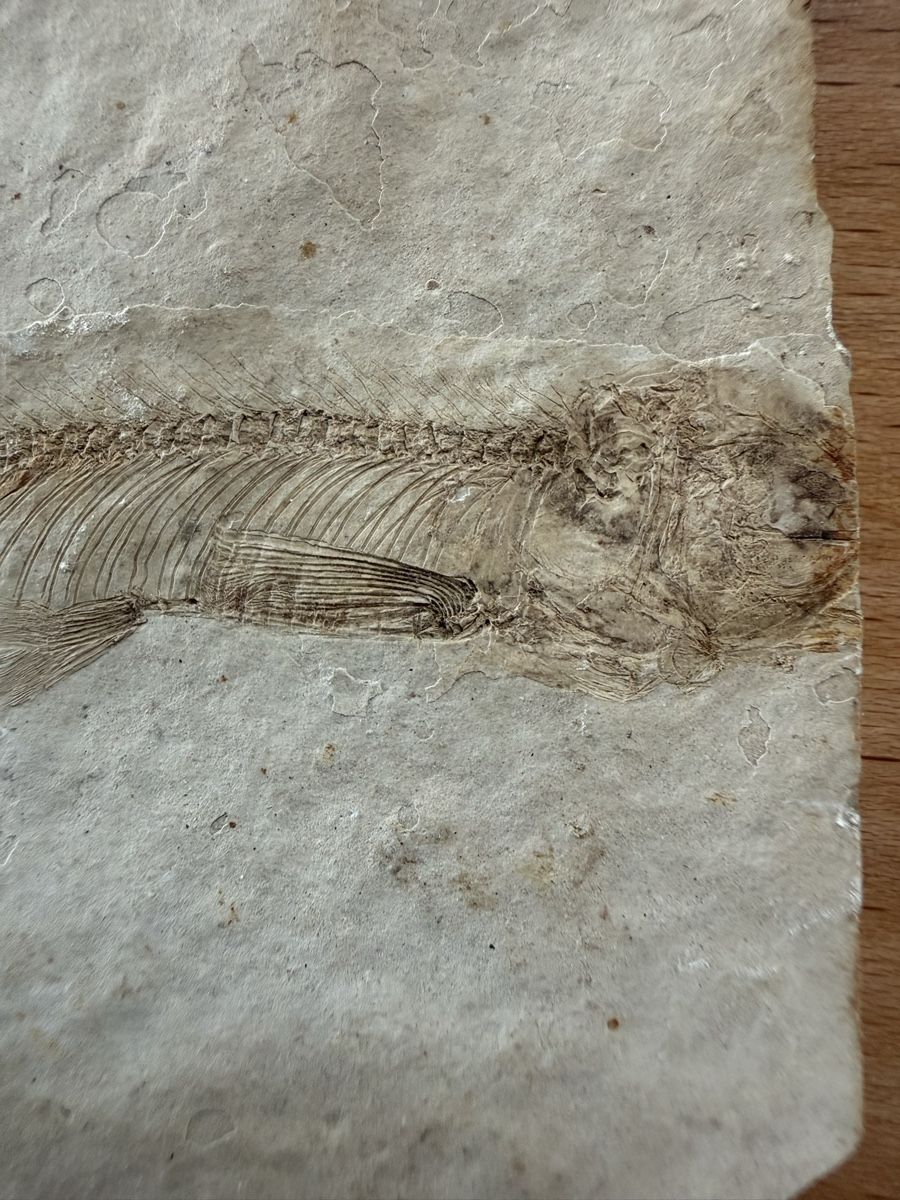 Fossili: Versteinerter Fisch – Usato da Grenchen venduto da Bastet007 3